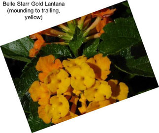 Belle Starr Gold Lantana (mounding to trailing, yellow)