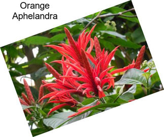 Orange Aphelandra