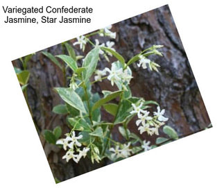 Variegated Confederate Jasmine, Star Jasmine