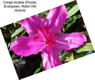 Congo Azalea (Purple, Evergreen, Robin Hill Hybrid)