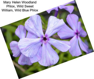 Mary Helen Woodland Phlox, Wild Sweet William, Wild Blue Phlox