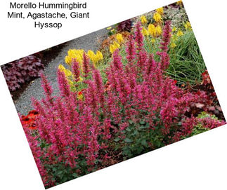 Morello Hummingbird Mint, Agastache, Giant Hyssop