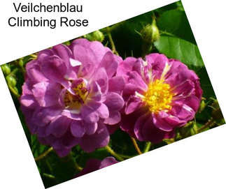 Veilchenblau Climbing Rose