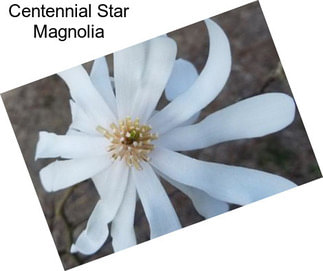 Centennial Star Magnolia