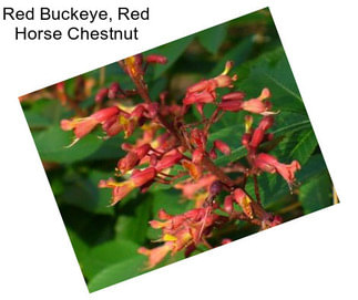 Red Buckeye, Red Horse Chestnut