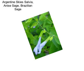 Argentine Skies Salvia, Anise Sage, Brazilian Sage