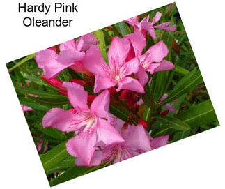 Hardy Pink Oleander