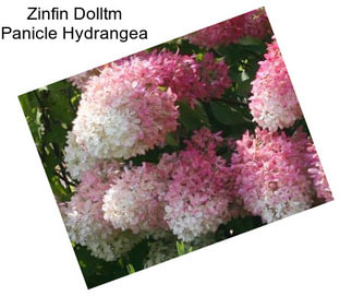 Zinfin Dolltm Panicle Hydrangea