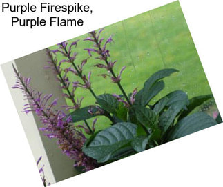 Purple Firespike, Purple Flame