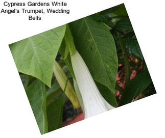 Cypress Gardens White Angel\'s Trumpet, Wedding Bells