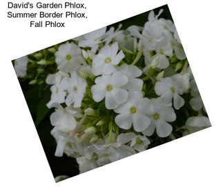 David\'s Garden Phlox, Summer Border Phlox, Fall Phlox