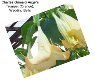 Charles Grimaldi Angel\'s Trumpet (Orange), Wedding Bells