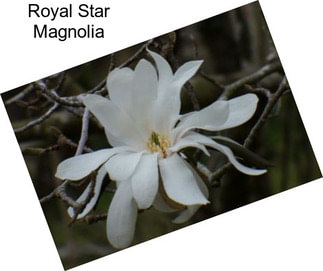 Royal Star Magnolia