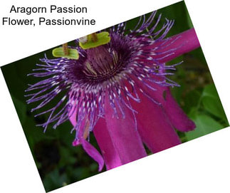 Aragorn Passion Flower, Passionvine