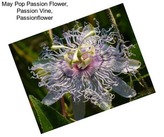 May Pop Passion Flower, Passion Vine, Passionflower