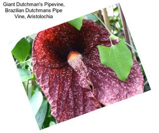 Giant Dutchman\'s Pipevine, Brazilian Dutchmans Pipe Vine, Aristolochia