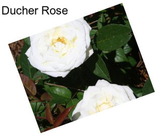 Ducher Rose