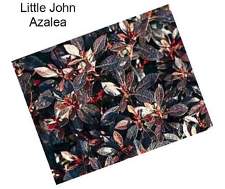 Little John Azalea