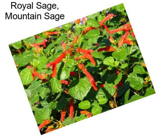 Royal Sage, Mountain Sage