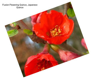 Fusion Flowering Quince, Japanese Quince