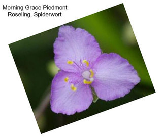 Morning Grace Piedmont Roseling, Spiderwort