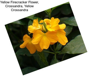 Yellow Firecracker Flower, Crossandra, Yellow Crossandra