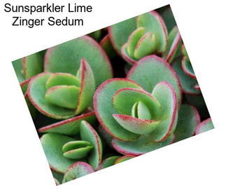 Sunsparkler Lime Zinger Sedum