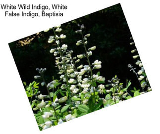 White Wild Indigo, White False Indigo, Baptisia