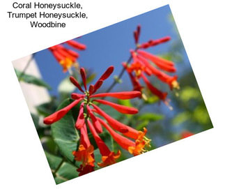 Coral Honeysuckle, Trumpet Honeysuckle, Woodbine