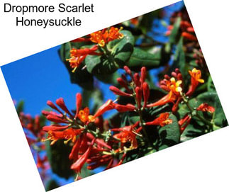 Dropmore Scarlet Honeysuckle