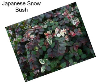 Japanese Snow Bush