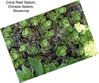 Coral Reef Sedum, Chinese Sedum, Stonecrop