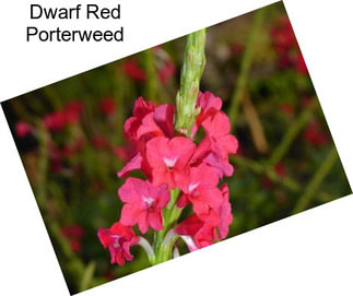 Dwarf Red Porterweed