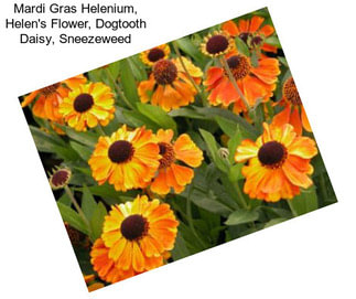 Mardi Gras Helenium, Helen\'s Flower, Dogtooth Daisy, Sneezeweed