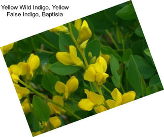 Yellow Wild Indigo, Yellow False Indigo, Baptisia