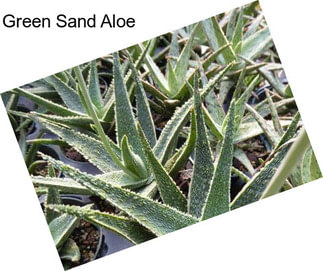 Green Sand Aloe