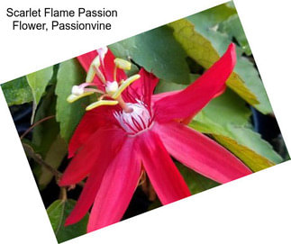 Scarlet Flame Passion Flower, Passionvine