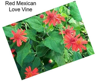 Red Mexican Love Vine