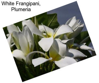 White Frangipani, Plumeria