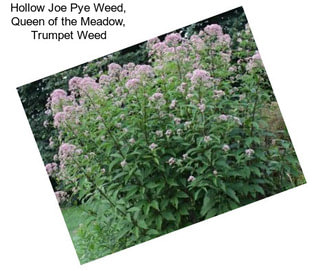 Hollow Joe Pye Weed, Queen of the Meadow, Trumpet Weed