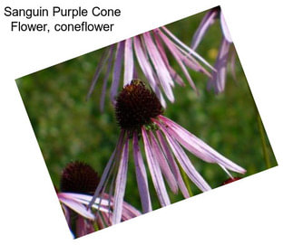 Sanguin Purple Cone Flower, coneflower