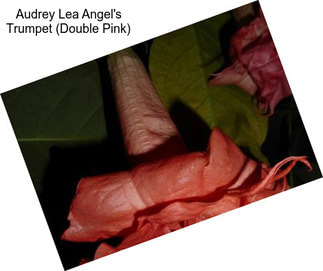 Audrey Lea Angel\'s Trumpet (Double Pink)