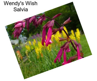 Wendy\'s Wish Salvia