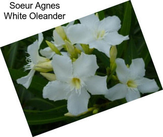 Soeur Agnes White Oleander