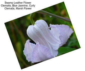 Swamp Leather Flower Clematis, Blue Jasmine, Curly Clematis, Marsh Flower