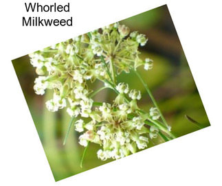 Whorled Milkweed