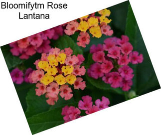 Bloomifytm Rose Lantana