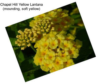 Chapel Hill Yellow Lantana (mounding, soft yellow)