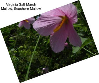 Virginia Salt Marsh Mallow, Seashore Mallow