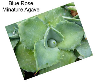 Blue Rose Minature Agave